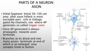 PARTS OF A NEURON:
AXON
• Initial Segment: Initial 50-100 um
area after axon hillock is most
excitable part; rich in Voltage
gated Na channels; site where AP
generates so called trigger zone
• Once AP generated it always
propagates towards axon
terminals
• Branches at its distal end into
many axons terminals at end of
which is an enlarged area
synaptic knob or button
 