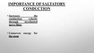 IMPORTANCE OF SALTATORY
CONDUCTION
• Increases
conduction
the
velocity
myelinated
through
nerve fiber.
• Conserves energy for
the axon
 