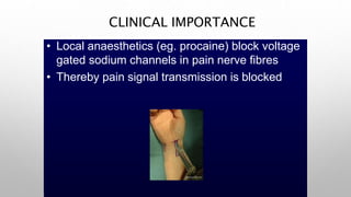 CLINICAL IMPORTANCE
• Local anaesthetics (eg. procaine) block voltage
gated sodium channels in pain nerve fibres
• Thereby pain signal transmission is blocked
 