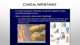 CLINICAL IMPORTANCE
• Demyelinating diseases
– In certain diseases antibodies would form against myelin
and demyelination occurs
– Nerve conduction slows down drastically
• eg. Guillain-Barre Syndrome (a patient suddenly find difficult to walk,
weakness rapidly progress to upper limbs and respiratory difficulty
will also occur)
 