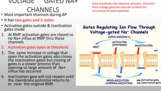 VOLTAGE GATED NA+
CHANNELS
• Most important channels during AP
• It has two gates and 3 states
• Activation gates outside & inactivation
gates inside
1. At RMP activation gates are closed so
no Na+ influx at RMP thru these
channels
2. Activation gates open at threshold
3. The same increase in voltage that
open the activation gates also closes
the inactivation gates but closing of
gates is a slower process than
opening so large amount of Na+
influx has occurred
4. Inactivation gate will not reopen until
the membrane potential returns to
or near the original RMP.
Local anesthetics like lidocaine, procaine, tetracaine
block voltage gated Na channels so block the
occurrence of action potential
 