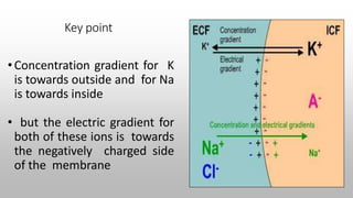 Key point
• Concentration gradient for K
is towards outside and for Na
is towards inside
• but the electric gradient for
both of these ions is towards
the negatively charged side
of the membrane
 