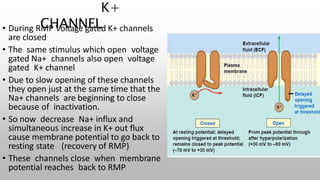 K+
CHANNEL
• During RMP Voltage gated K+ channels
are closed
• The same stimulus which open voltage
gated Na+ channels also open voltage
gated K+ channel
• Due to slow opening of these channels
they open just at the same time that the
Na+ channels are beginning to close
because of inactivation.
• So now decrease Na+ influx and
simultaneous increase in K+ out flux
cause membrane potential to go back to
resting state (recovery of RMP)
• These channels close when membrane
potential reaches back to RMP
 