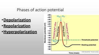 Phases of action potential
•Depolarization
•Repolarization
•Hyperpolarization
 