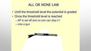 ALL OR NONE LAW
• Until the threshold level the potential is graded
• Once the threshold level is reached
– AP is set off and no one can stop it !
– Like a gun
 