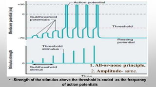 • Strength of the stimulus above the threshold is coded as the frequency
of action potentials
 