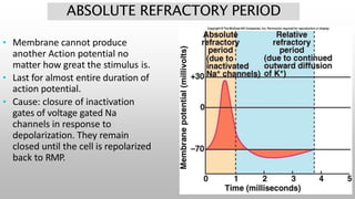ABSOLUTE REFRACTORY PERIOD
• Membrane cannot produce
another Action potential no
matter how great the stimulus is.
• Last for almost entire duration of
action potential.
• Cause: closure of inactivation
gates of voltage gated Na
channels in response to
depolarization. They remain
closed until the cell is repolarized
back to RMP.
 