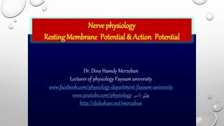 Nerve physiology
RestingMembrane Potential & Action Potential
Dr. Dina Hamdy Merzeban
Lecturer of physiology Fayoum university
www.facebook.com/physiology-department-fayoum-university
www.youtube.com/physiology ‫فكر‬
‫تاني‬
http://slideshare.net/merzeban
 