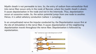Nerve physiology | PDF