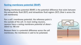 Resting membrane potential (RMP)
Resting membrane potential (RMP) is the potential difference that exists between
the extr...