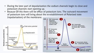 • During the later part of depolarization the sodium channels begin to close and
potassium channels start opening up.
• Be...