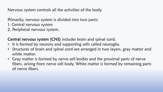 Nervous system controls all the activities of the body.
Primarily, nervous system is divided into two parts:
1. Central ne...