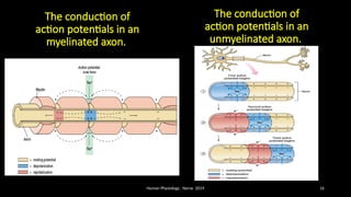 Nerve physiology and good explanation.pptx
