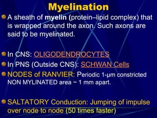 Comprehensive Overview of Nerve Physiology and Neural Function | PPT