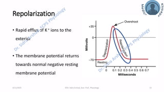 Nerve Physiology - Nerve Action Potential | PDF