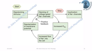 Nerve Physiology - Nerve Action Potential | PDF