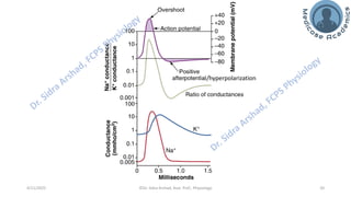 Nerve Physiology - Nerve Action Potential | PDF