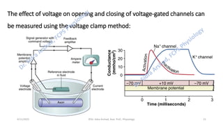 Nerve Physiology - Nerve Action Potential | PDF
