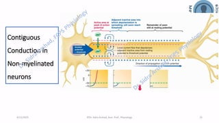Nerve Physiology - Nerve Action Potential | PDF