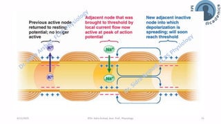 Nerve Physiology - Nerve Action Potential | PDF