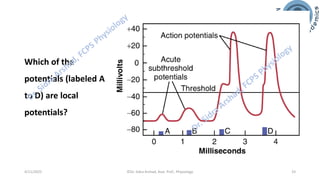Nerve Physiology - Nerve Action Potential | PDF
