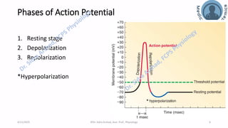 Nerve Physiology - Nerve Action Potential | PDF