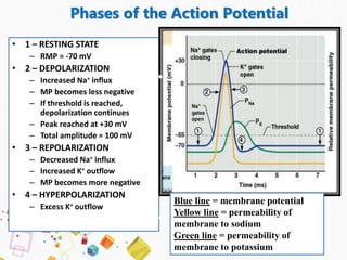 Nerve physiology | PPTX
