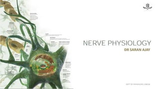 NERVE PHYSIOLOGY
DR SARAN AJAY
DEPT OF PHYSIOLOGY, GMCM
 