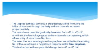  The applied cathodal stimulus is progressively raised from zero the
influx of Na+ ions through the leaky sodium channels increases
proportionately.
 The membrane potential gradually decreases from –70 to –63 mV.
 At –63 mV, the few voltage-gated sodium channels start opening, which
allows entry of some more Na+ ions.
 The extra Na+ ions entering into the cytoplasm are added to the existing
Na+ influx, resulting in a heightened response called local response.
 This is observed within a potential change from –63 to –55 mV.
 