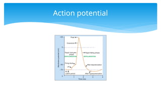 Action potential
 