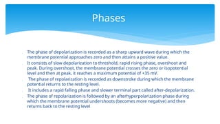  The phase of depolarization is recorded as a sharp upward wave during which the
membrane potential approaches zero and then attains a positive value.
 It consists of slow depolarization to threshold, rapid rising phase, overshoot and
peak. During overshoot, the membrane potential crosses the zero or isopotential
level and then at peak, it reaches a maximum potential of +35 mV.
 The phase of repolarization is recorded as downstroke during which the membrane
potential returns to the resting level.
 It includes a rapid falling phase and slower terminal part called after-depolarization.
 The phase of repolarization is followed by an afterhyperpolarization phase during
which the membrane potential undershoots (becomes more negative) and then
returns back to the resting level
Phases
 