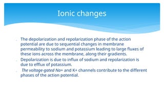  The depolarization and repolarization phase of the action
potential are due to sequential changes in membrane
permeability to sodium and potassium leading to large fluxes of
these ions across the membrane, along their gradients.
 Depolarization is due to influx of sodium and repolarization is
due to efflux of potassium.
 The voltage-gated Na+ and K+ channels contribute to the different
phases of the action potential.
Ionic changes
 