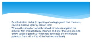  Depolarization is due to opening of voltage-gated Na+ channels,
causing massive influx of sodium ions:
 When a threshold or suprathreshold stimulus is applied, the
influx of Na+ through leaky channels and later through opening
of few voltage-gated Na+ channels decreases the membrane
potential from –70 mV to –55 mV (threshold level).
 