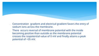  Concentration gradient and electrical gradient favors the entry of
sodium ions across the membrane.
 There occurs reversal of membrane potential with the inside
becoming positive than outside as the membrane potential
crosses the isopotential value of 0 mV and finally attains a peak
potential of +35 mV.
 