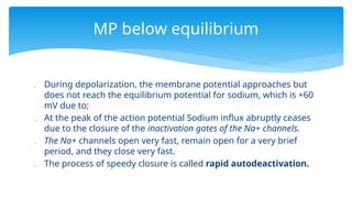  During depolarization, the membrane potential approaches but
does not reach the equilibrium potential for sodium, which is +60
mV due to;
 At the peak of the action potential Sodium influx abruptly ceases
due to the closure of the inactivation gates of the Na+ channels.
 The Na+ channels open very fast, remain open for a very brief
period, and they close very fast.
 The process of speedy closure is called rapid autodeactivation.
MP below equilibrium
 