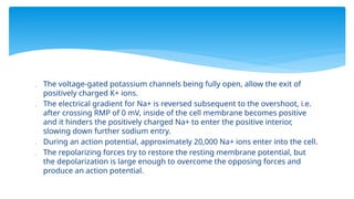  The voltage-gated potassium channels being fully open, allow the exit of
positively charged K+ ions.
 The electrical gradient for Na+ is reversed subsequent to the overshoot, i.e.
after crossing RMP of 0 mV, inside of the cell membrane becomes positive
and it hinders the positively charged Na+ to enter the positive interior,
slowing down further sodium entry.
 During an action potential, approximately 20,000 Na+ ions enter into the cell.
 The repolarizing forces try to restore the resting membrane potential, but
the depolarization is large enough to overcome the opposing forces and
produce an action potential.
 