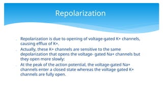  Repolarization is due to opening of voltage-gated K+ channels,
causing efflux of K+.
 Actually, these K+ channels are sensitive to the same
depolarization that opens the voltage- gated Na+ channels but
they open more slowly:
 At the peak of the action potential, the voltage-gated Na+
channels enter a closed state whereas the voltage gated K+
channels are fully open.
Repolarization
 