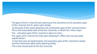  The gate of the K+ channel start opening at the sametime as the activation gate
of Na+ channel, but K+ gates open slowly.
 At the peak of the action potential, the inactivation gate of Na+ channel closes.
This is the inactivated state of the Na+ channels, in which Na+ influx stops.
 The activation gate of Na+ channel is about to close
 The gates of K+ channel are fully open allowing K+ efflux and causing rapid
repolarization .
 In the later part of repolarization, the activation gate of Na+ channel is closed
and the inactivation gate starts opening slowly.
 This is the closed state of the Na+ channels
 