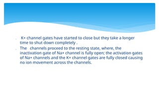  K+ channel gates have started to close but they take a longer
time to shut down completely .
 The channels proceed to the resting state, where, the
inactivation gate of Na+ channel is fully open; the activation gates
of Na+ channels and the K+ channel gates are fully closed causing
no ion movement across the channels.
 