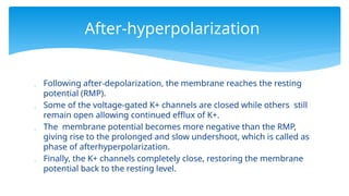  Following after-depolarization, the membrane reaches the resting
potential (RMP).
 Some of the voltage-gated K+ channels are closed while others still
remain open allowing continued efflux of K+.
 The membrane potential becomes more negative than the RMP,
giving rise to the prolonged and slow undershoot, which is called as
phase of afterhyperpolarization.
 Finally, the K+ channels completely close, restoring the membrane
potential back to the resting level.
After-hyperpolarization
 