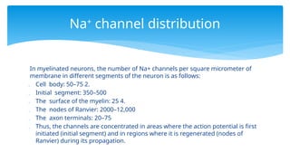 In myelinated neurons, the number of Na+ channels per square micrometer of
membrane in different segments of the neuron is as follows:
 Cell body: 50–75 2.
 Initial segment: 350–500
 The surface of the myelin: 25 4.
 The nodes of Ranvier: 2000–12,000
 The axon terminals: 20–75
 Thus, the channels are concentrated in areas where the action potential is first
initiated (initial segment) and in regions where it is regenerated (nodes of
Ranvier) during its propagation.
Na+
channel distribution
 