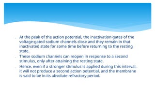  At the peak of the action potential, the inactivation gates of the
voltage-gated sodium channels close and they remain in that
inactivated state for some time before returning to the resting
state.
 These sodium channels can reopen in response to a second
stimulus, only after attaining the resting state.
 Hence, even if a stronger stimulus is applied during this interval,
it will not produce a second action potential, and the membrane
is said to be in its absolute refractory period.
 