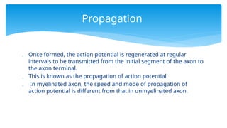  Once formed, the action potential is regenerated at regular
intervals to be transmitted from the initial segment of the axon to
the axon terminal.
 This is known as the propagation of action potential.
 In myelinated axon, the speed and mode of propagation of
action potential is different from that in unmyelinated axon.
Propagation
 