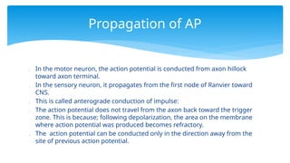  In the motor neuron, the action potential is conducted from axon hillock
toward axon terminal.
 In the sensory neuron, it propagates from the first node of Ranvier toward
CNS.
 This is called anterograde conduction of impulse:
 The action potential does not travel from the axon back toward the trigger
zone. This is because; following depolarization, the area on the membrane
where action potential was produced becomes refractory.
 The action potential can be conducted only in the direction away from the
site of previous action potential.
Propagation of AP
 