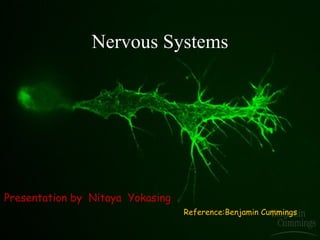 Nervous Systems Presentation by  Nitaya  Yokasing Reference:Benjamin Cummings 