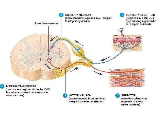 nerve-power-point