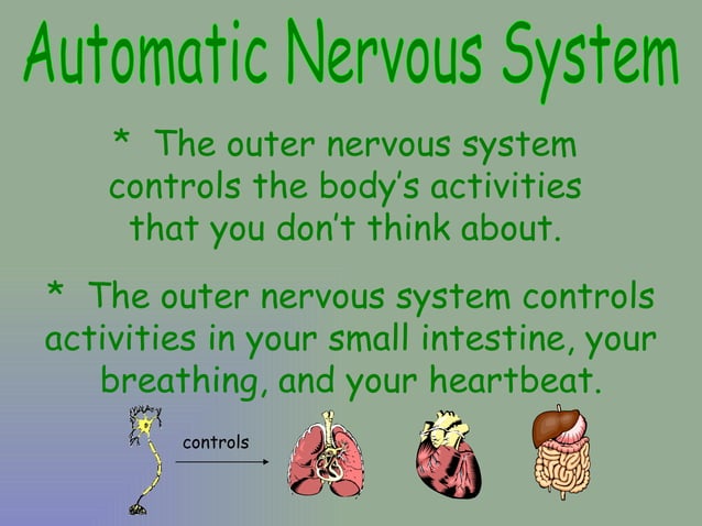 nerve-power-point