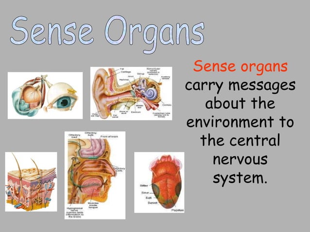 nerve-power-point