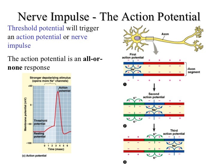 an action potential in a neuron Read and learn for free about the following article: neuron action potentials: the creation of a brain signal neuron action potential mechanism. an action potential in a neuron Read and learn for free about the following article: neuron action potentials: the creation of a brain signal neuron action potential mechanism.