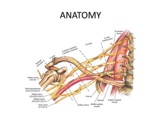 ANATOMY
 